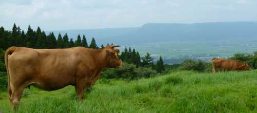 阿蘇山へ続く阿蘇パノラマラインで牧草地へ牛の放牧