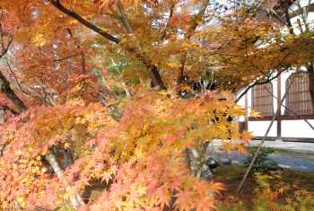 永観堂　大玄関　紅葉写真