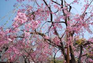 櫻守公園★ピンクの桜