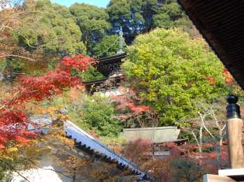 永観堂　多宝塔　もみじ