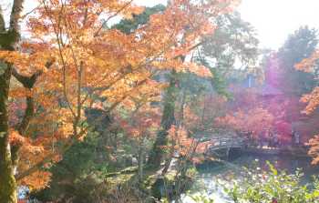 永観堂　禅林寺　池と紅葉の写真