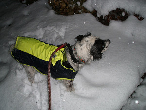 雪好き好き