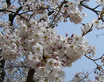 曲田山桜