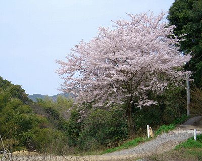 西山の桜