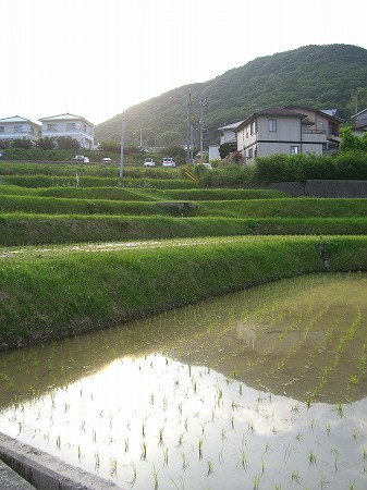 田植え