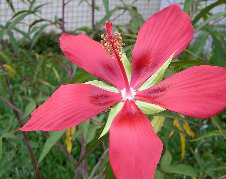 あか花