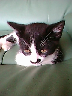 クロちゃん正面２