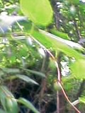 野生の正常な実