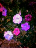 夜のペチュニア