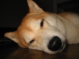 ｍａｉｓｙ
