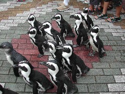 ﾍﾟﾝｷﾞﾝ