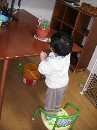 サボテン２