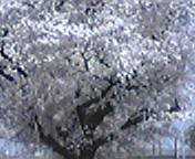桜花