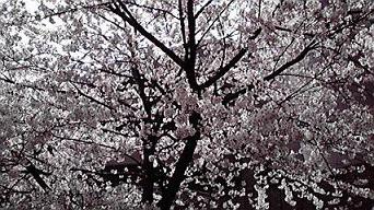 葉桜