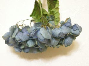 あじさいドライ