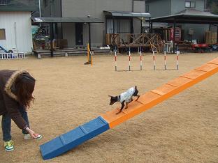 ドッグウォーク