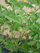  tomato.JPG