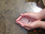 otamajyakusi tenohira