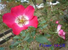 flower111