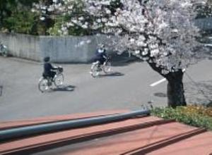 ／４桜.jpg