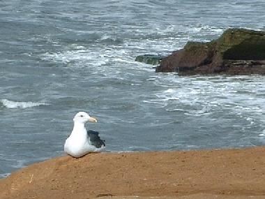 サンセットクリフのかもめ
