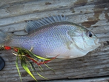 Blue Gill