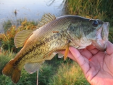 Florida Large Mouse Bass