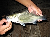 White Bass