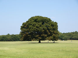 昭和記念公園０８０９１０この木