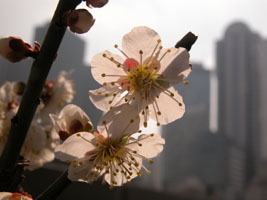 梅盆栽の花をアップ