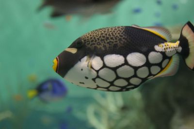 モンガラカワハギ