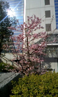 市役所桜