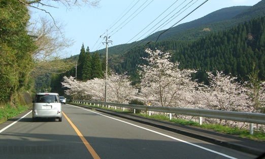 09山桜.jpg