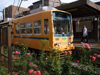 黄色い都電とバラ＠三ノ輪橋