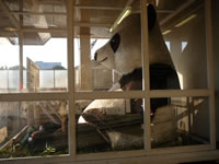 上野駅のジャイアントパンダ