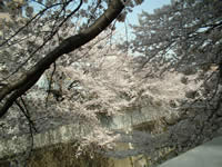 神田川の桜2006