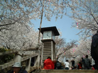 飛鳥山公園の桜2