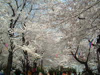 飛鳥山公園の桜