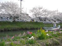 矢那川の桜＠木更津