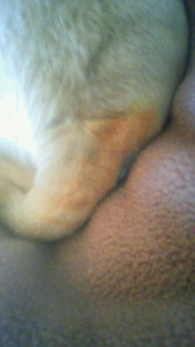 しっぽが焼けた。