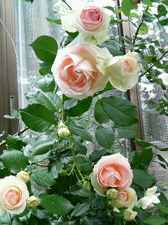 rose 025.jpg