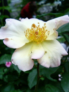 rose 033.jpg