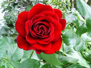 rose 024.jpg