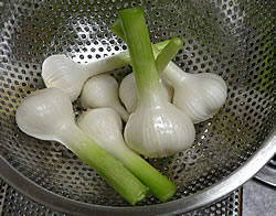 garlic02.jpg