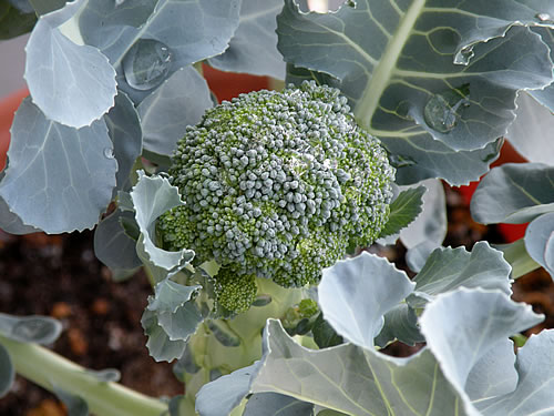 broccoli.jpg