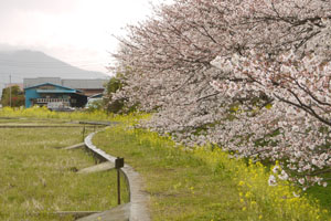 桜土手の桜と菜の花