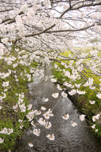 桜土手満開