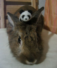 ミミとパンダ２.JPG