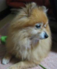 8 ０６　ぽめ　４・１２　２.JPG