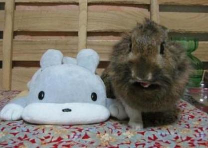 うさミミVSグレうさ